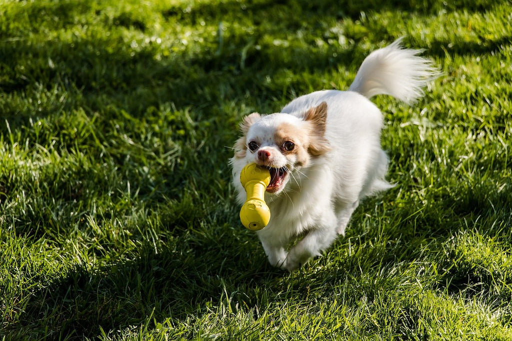 The Unexpected Benefits of Squeaky Toys for Your Dog's Health and Happiness