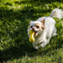 The Unexpected Benefits of Squeaky Toys for Your Dog's Health and Happiness