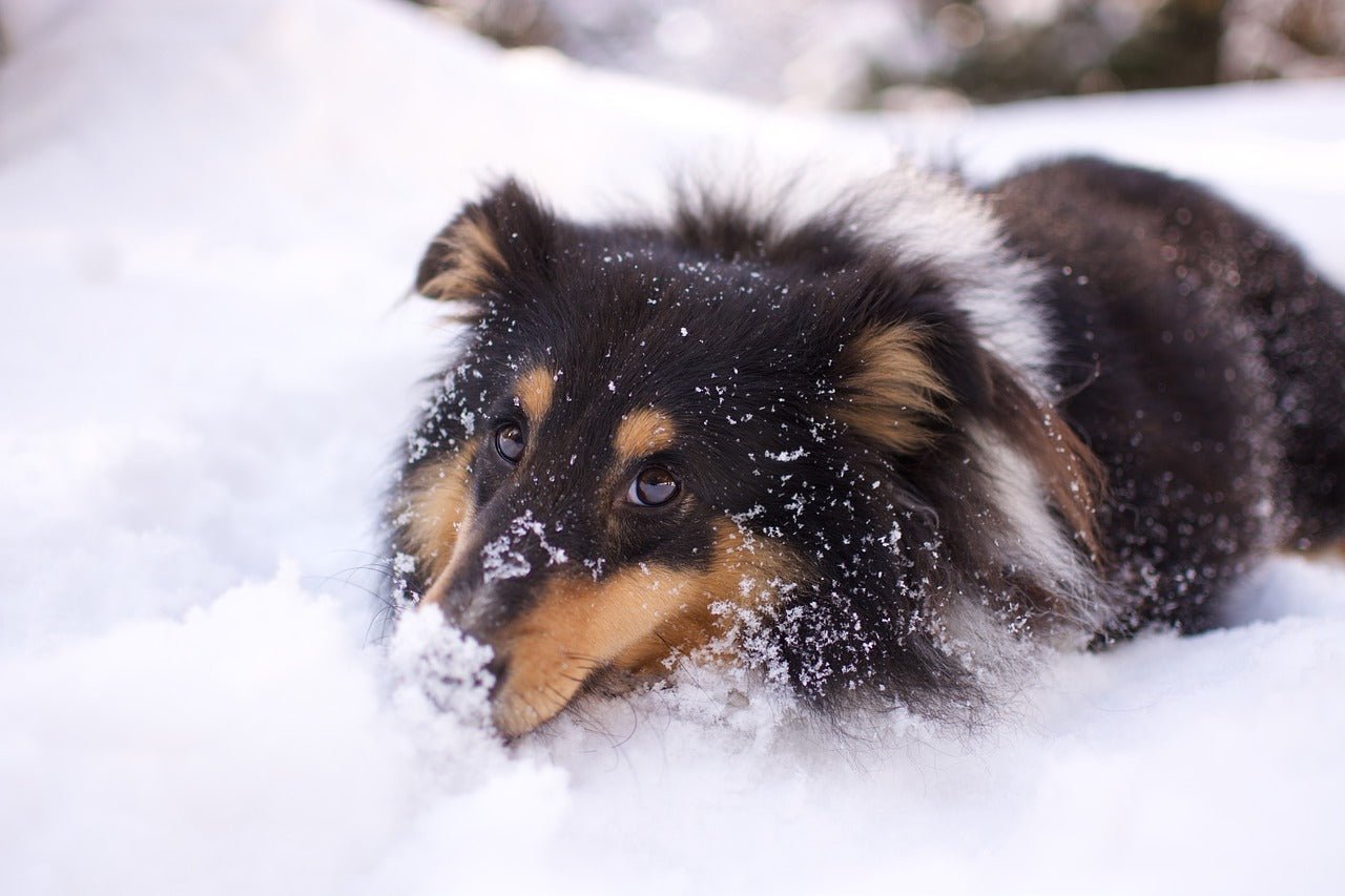 Tips For Keeping Your Dog Safe From The Cold Weather Hazards