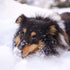 Tips For Keeping Your Dog Safe From The Cold Weather Hazards