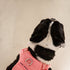 Unleash Pet Bliss: Discover Our Latest Dog Harness Designs!