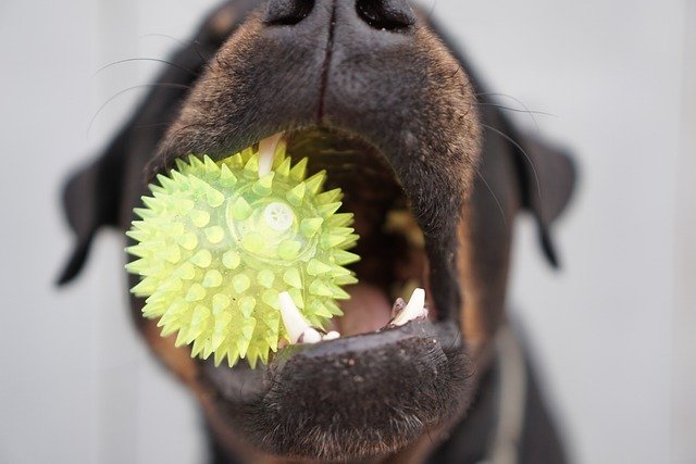 Unleash the Fun: Squeaky Dog Toys Your Pup Will Adore