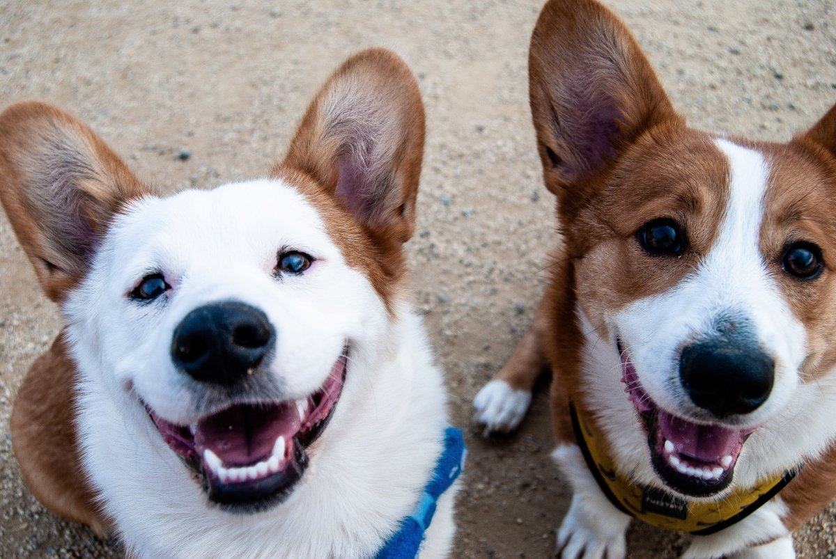 Unlock the Surprising Benefits of Socializing Your Dog