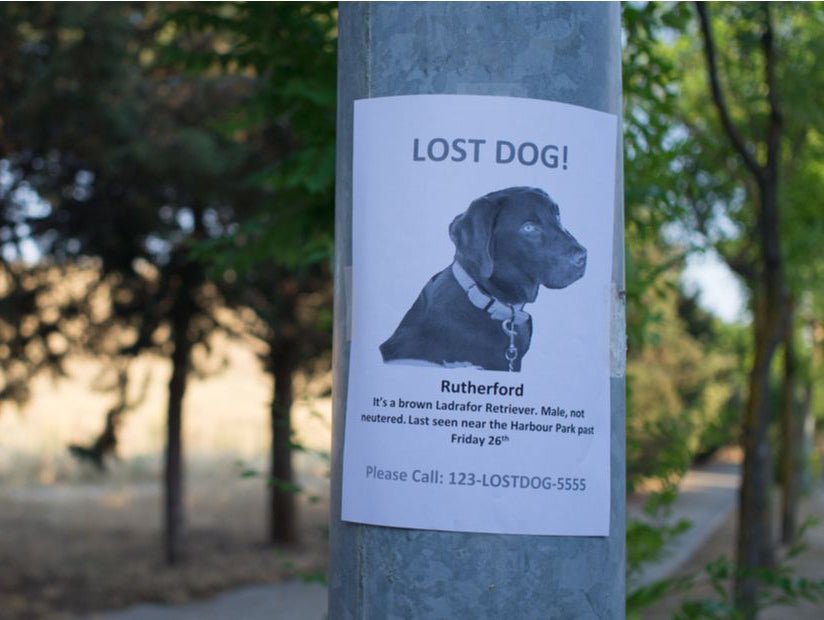 What To Do if You Think Your Dog is Missing or Lost