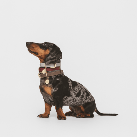 Collar Elevate - Nina Woof