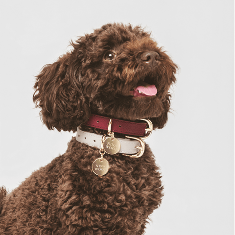 Collar Elevate - Nina Woof