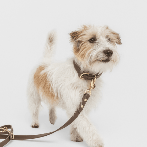 Collar Elevate - Nina Woof