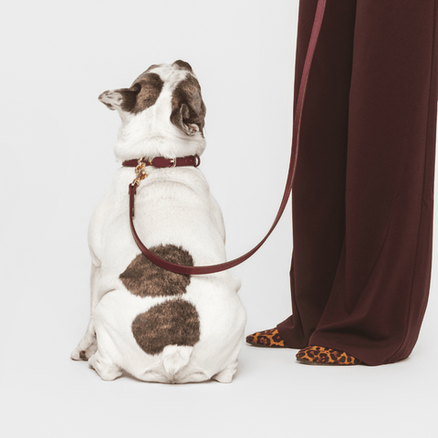 Collar Elevate - Nina Woof