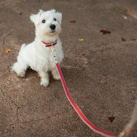 Leash 4ft - Vegan Leather - Nina Woof