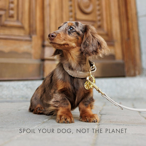 Leash 4ft - Vegan Leather - Nina Woof