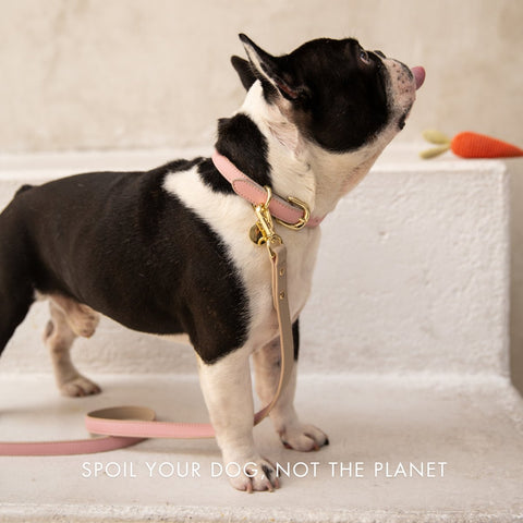 Leash 4ft - Vegan Leather - Cupertino - Nina Woof