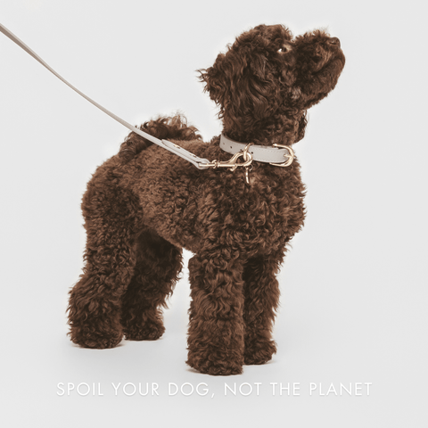Leash Elevate - Nina Woof
