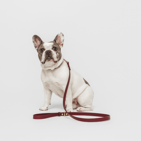Leash Elevate - Nina Woof