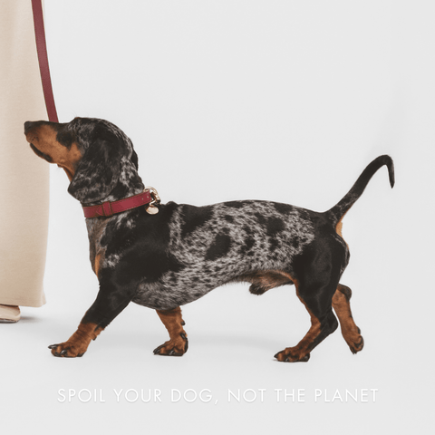 Leash Elevate - Nina Woof