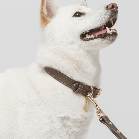 Leash Elevate - Nina Woof