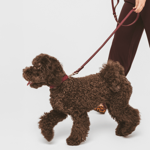 Leash Elevate - Nina Woof