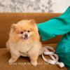 Harness and Leash Set - Recycled Materials - The Pure Comfort Harness - Nina Woof