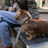 London - 4ft Vegan Leather Dog Leash - Nina Woof