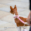 Rio - 4ft Vegan Leather Dog Leash - Nina Woof