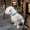 Rio - Vegan Leather Dog Collar - Nina Woof