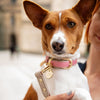 Rio - Vegan Leather Dog Collar - Nina Woof